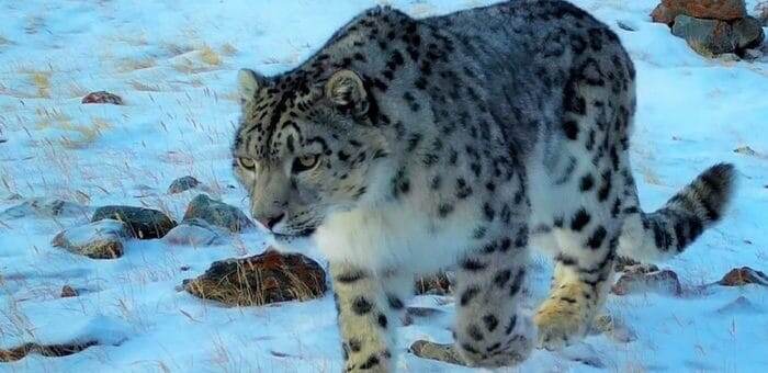 Самый красивый снежный барс России