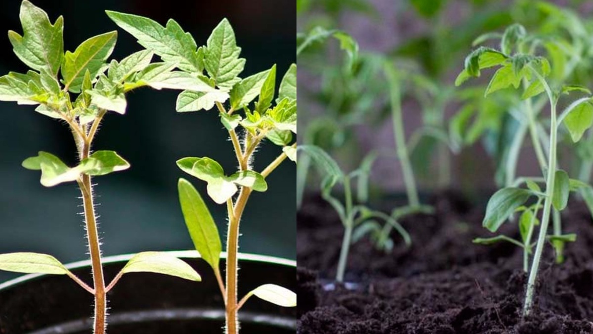 Справа рассада по обычной технологии, слева - по проверенному методу. Разница заметна через месяц после посева