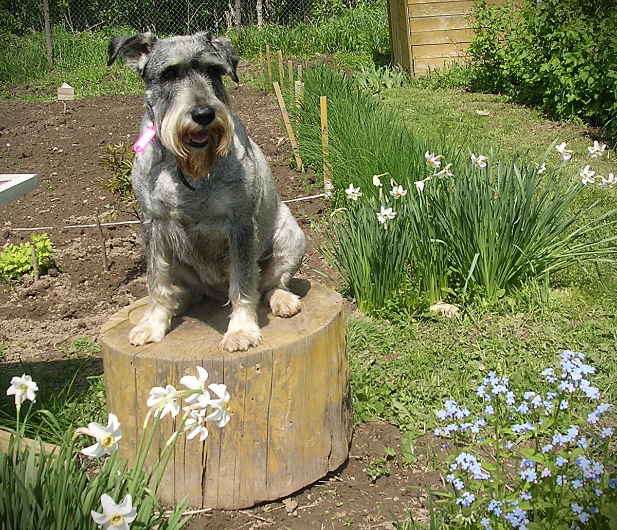 Джуля. Такое положение ушей было для нее обычным