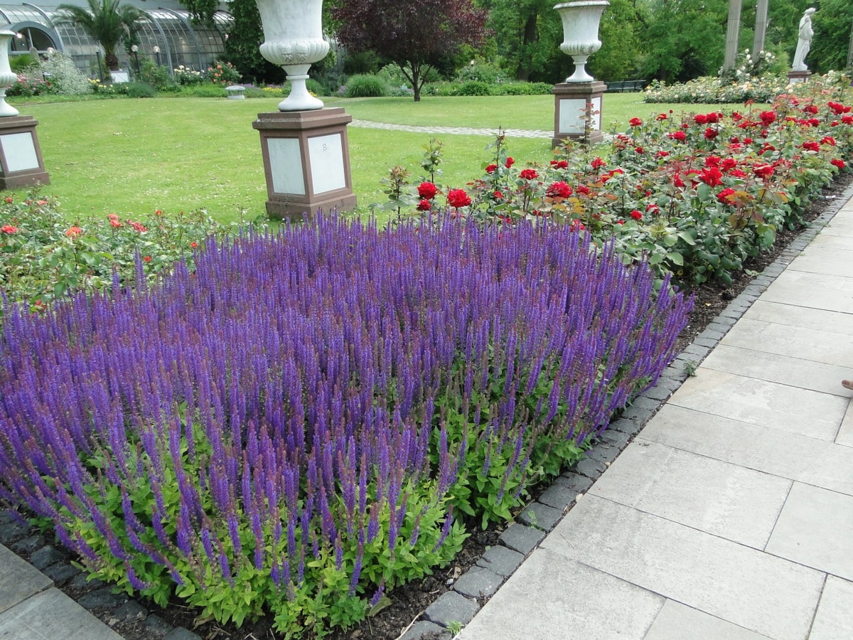 Лаванда и розы в Пальменгартене, 2010. Листайте вправо