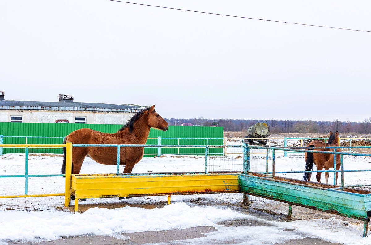    Светлана Парфенова