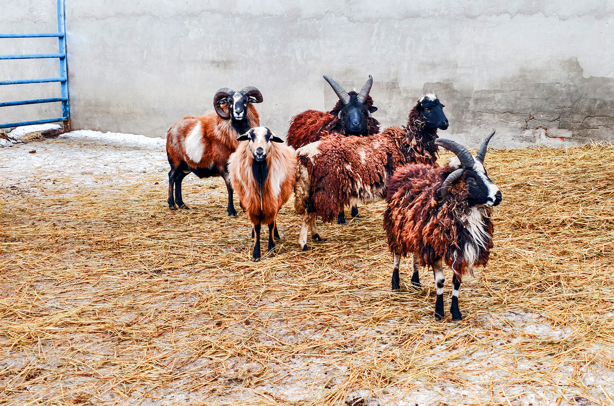    Светлана Парфенова