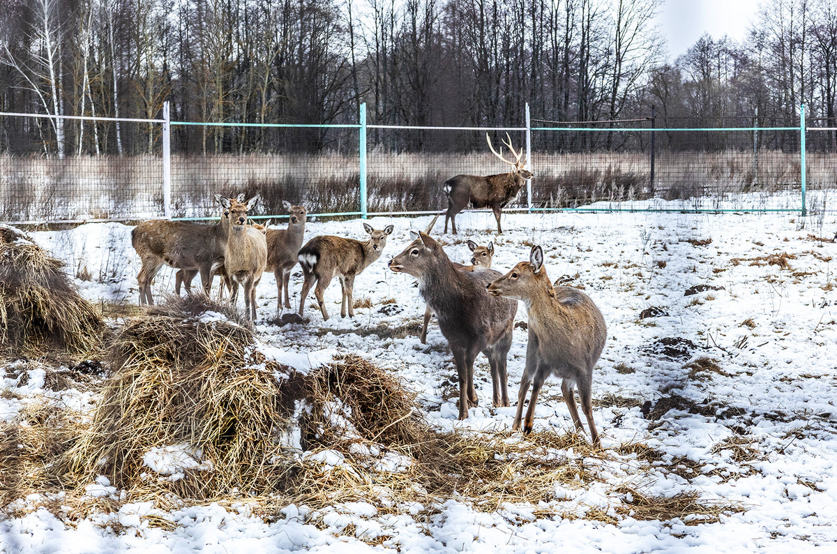    Светлана Парфенова