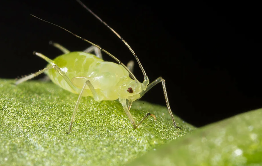 Тля Гороховая (Acyrthosiphon Pisum)