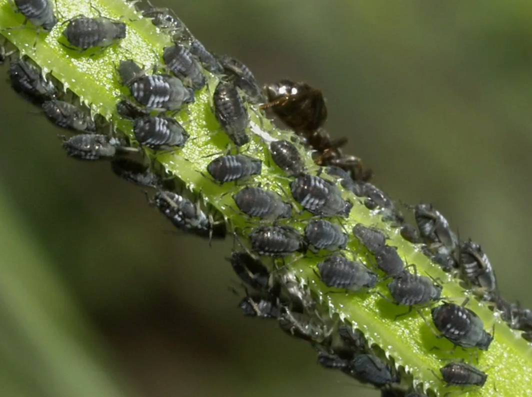 Люцерновая тля (Aphis craccivora Koch)