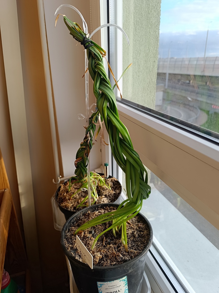 и этикетка на горшке смеется и троллит меня