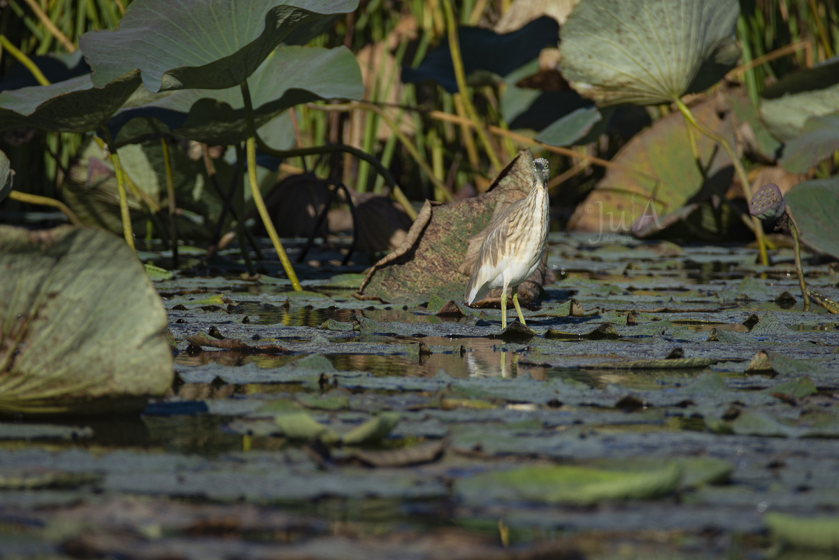 Желтая цапля. Фото сделаны автором в сентябре 2024 г. 