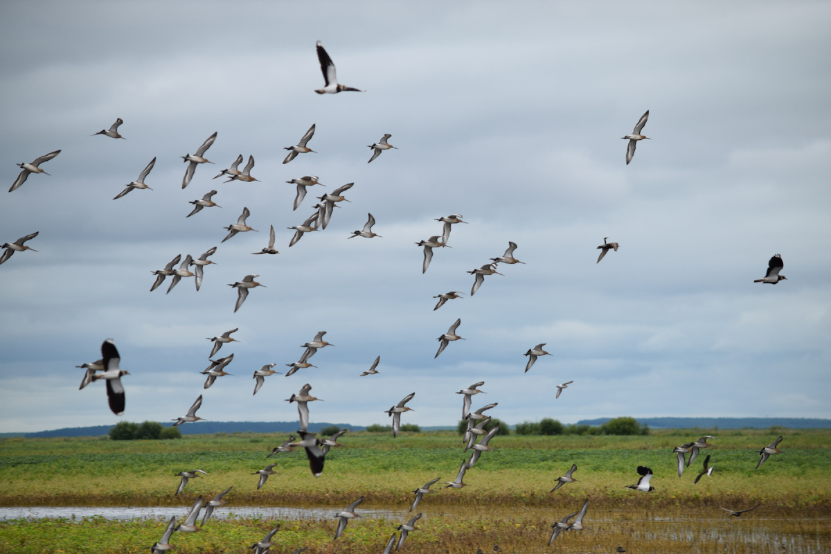 Муравьевский парк, Амурская область - находится в границах Зейско-Буреинской равнины, включенной в Рамсарскую конвенцию 13.09.1994. Фото сделаны автором в августе 2019