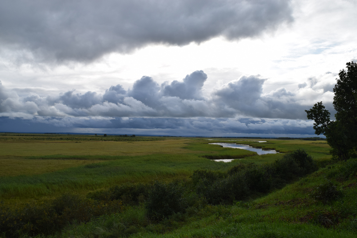 Муравьевский парк, Амурская область - находится в границах Зейско-Буреинской равнины, включенной в Рамсарскую конвенцию 13.09.1994. Фото сделаны автором в августе 2019