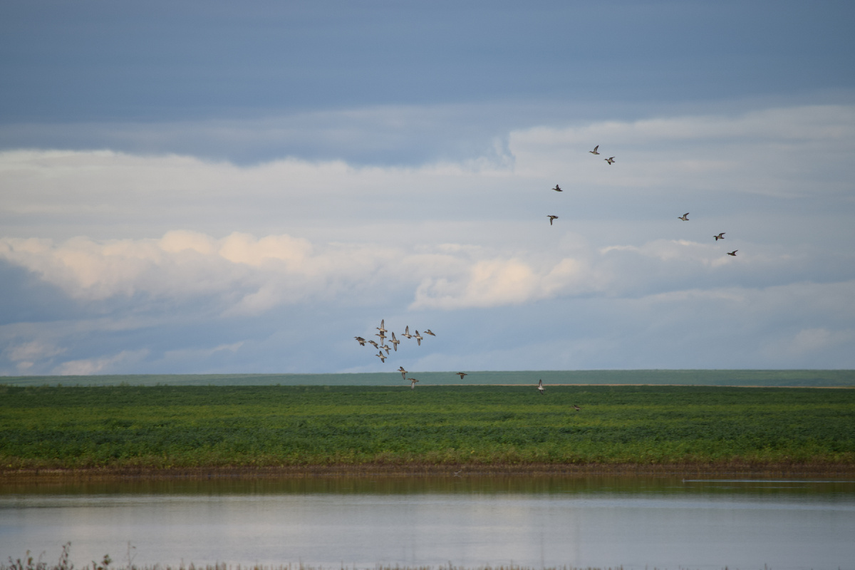 Муравьевский парк, Амурская область - находится в границах Зейско-Буреинской равнины, включенной в Рамсарскую конвенцию 13.09.1994. Фото сделаны автором в августе 2019