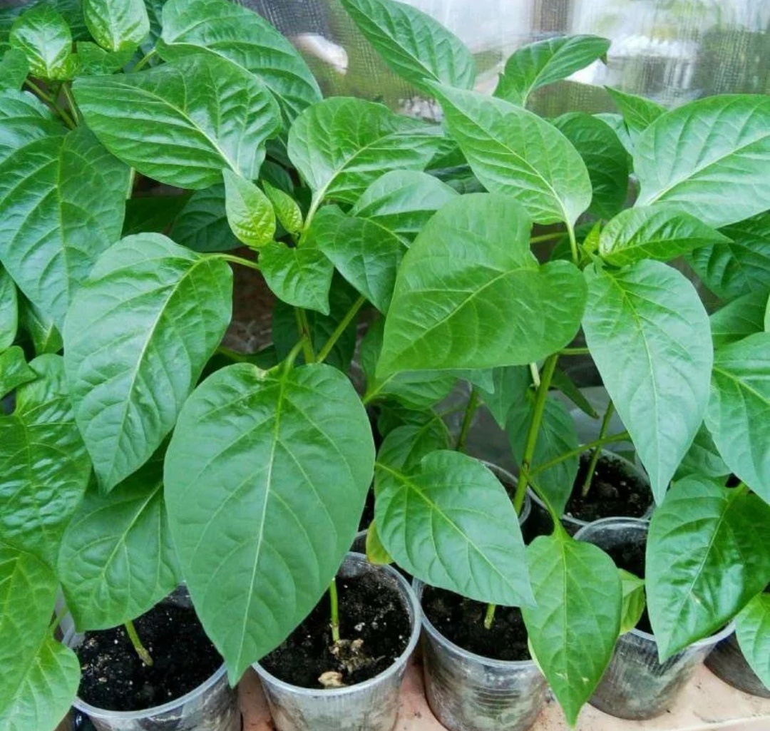 Иллюстрация к теме