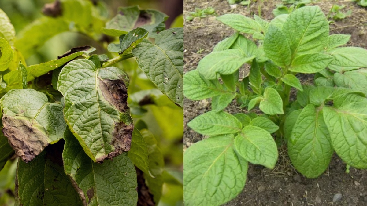 Результат применения метода через две недели после первой обработки