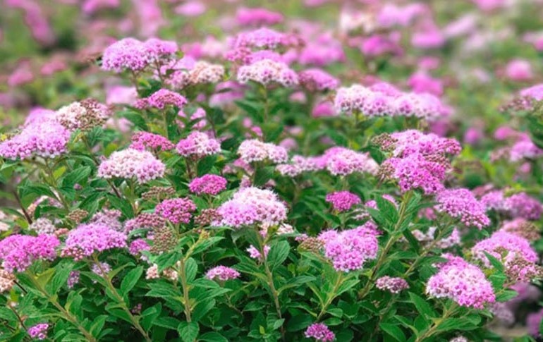  Spiraea Little Princess - один из самых популярных сортов