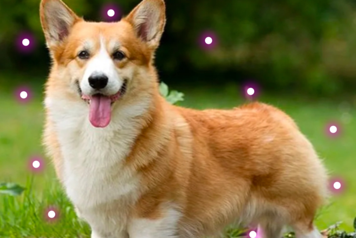 Моя любимая порода как раз корги 