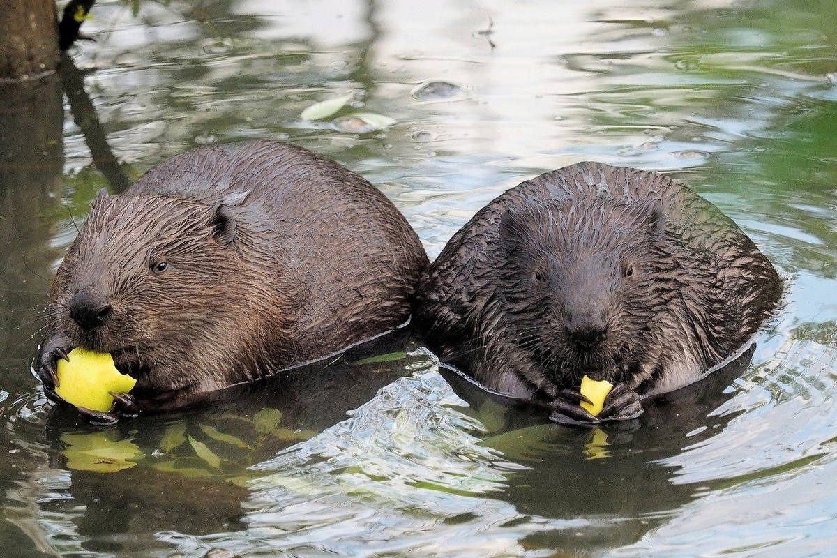 Бобры. Фото взято из открытого источника.
