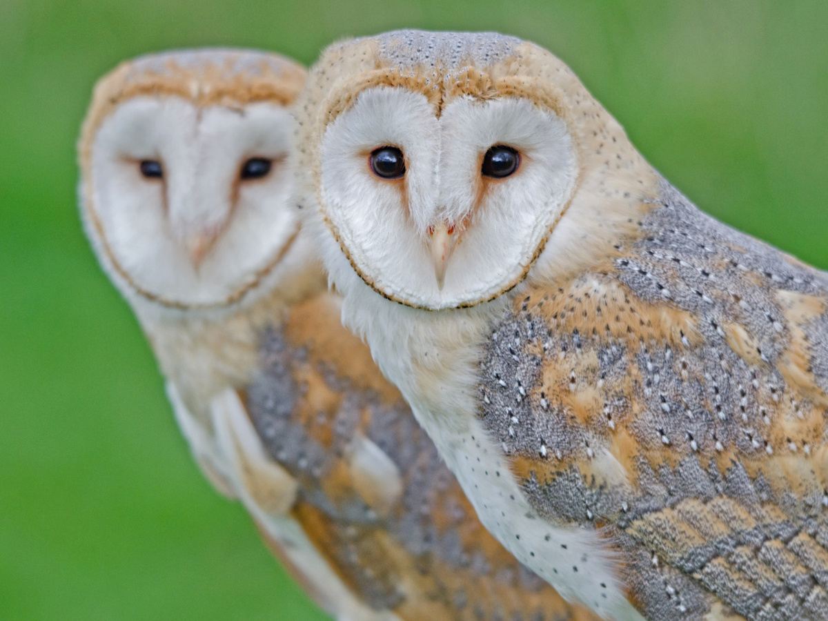 Сипухи. Фото взято из открытого источника.