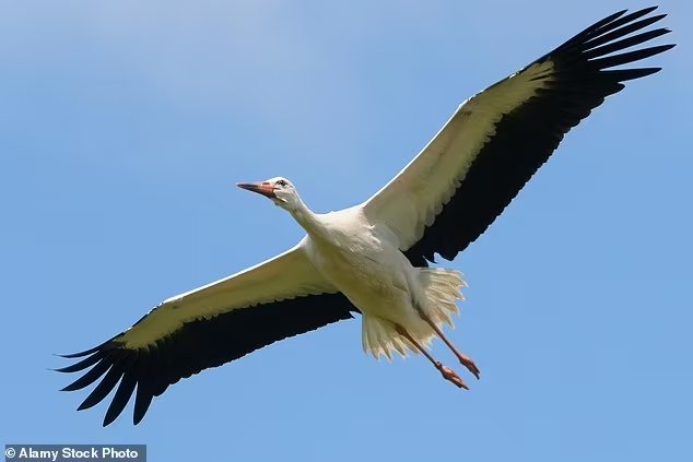 Выращенный в неволе птенец белого аиста (Ciconia ciconia) в полёте над поместьем Кнепп вскоре после выпуска в августе 2019 года