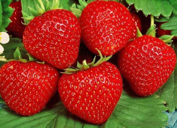 Яндекс картинки. Сорт Диамант.