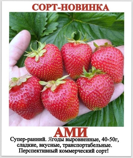 Яндекс картинки.