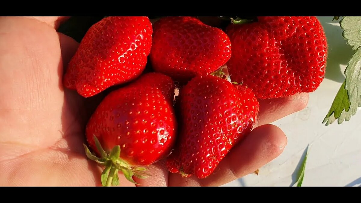 Яндекс картинки. Сорт Сандра.