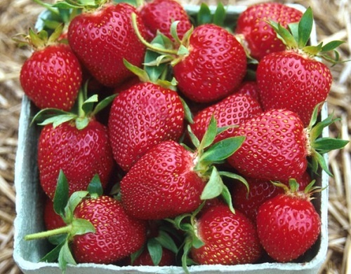 Яндекс картинки. Сорт Венди.