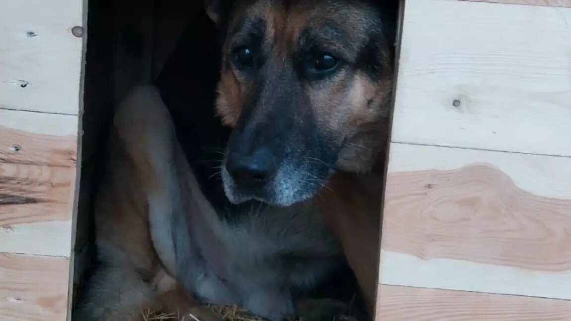     Источник: «Дино»