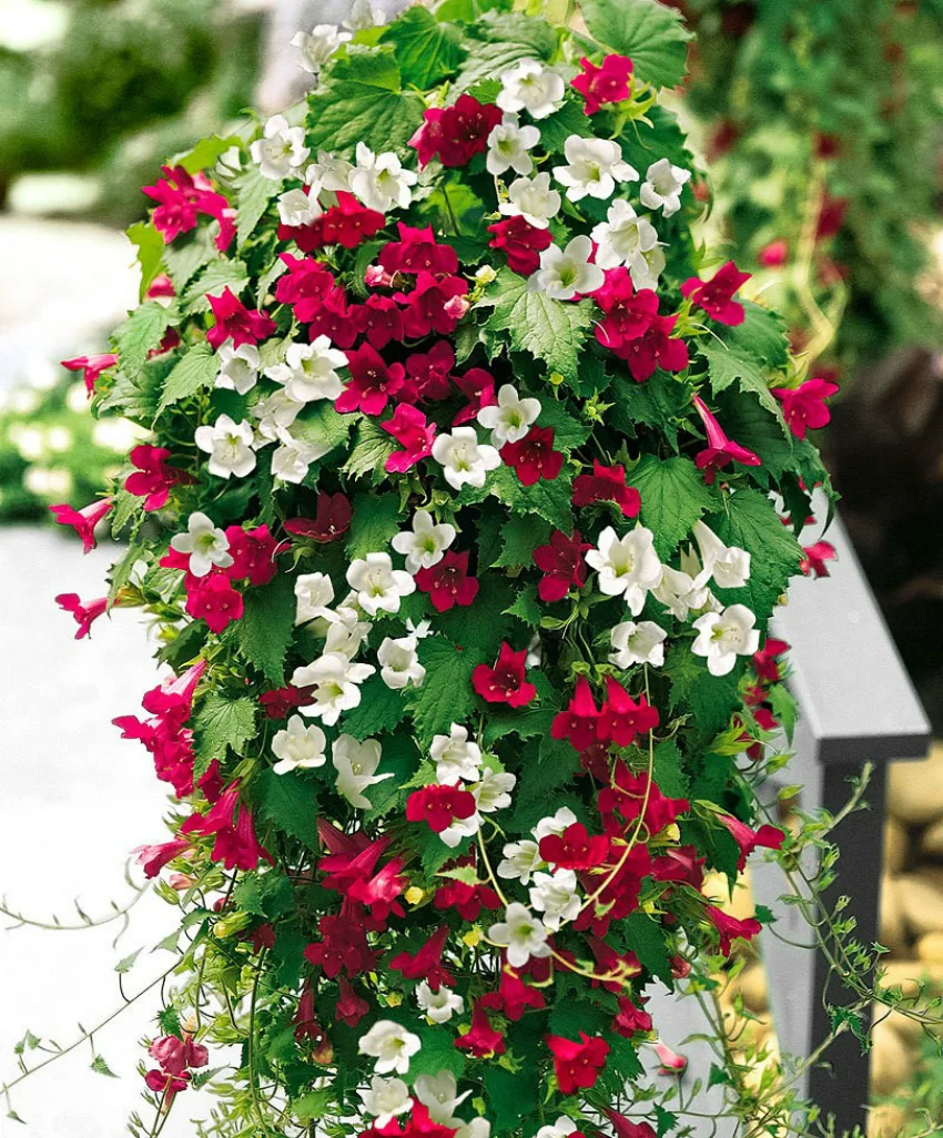 Цветущий лофос, фото отсуда https://de.pinterest.com/pin/660410732848198226/