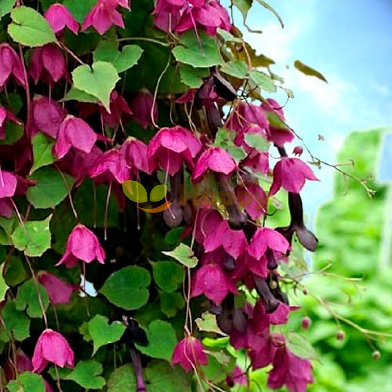 Родохитон, фото happygreenshop.com