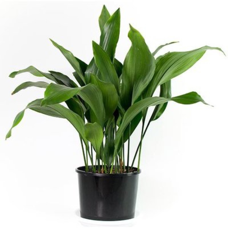 Источник фото https://stroy-podskazka.ru/aspidistra/raznovidnosti-i-rekomendacii-po-uhodu/