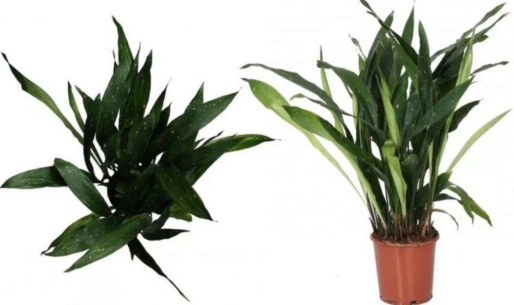 Источник фото https://stroy-podskazka.ru/aspidistra/raznovidnosti-i-rekomendacii-po-uhodu/ 