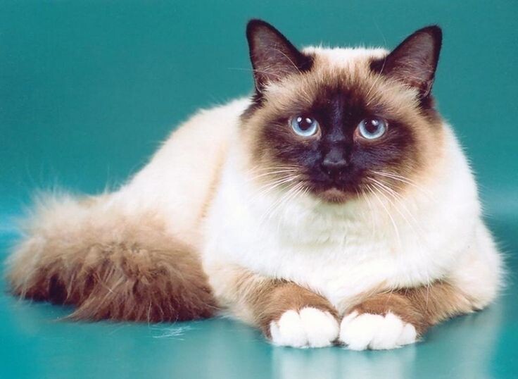 Фото из Интернета.