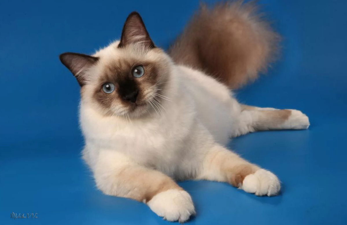 Бирманская кошка. Фото из Интернета.