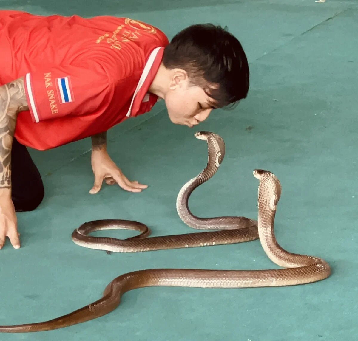    Шоу со змеями, поцелуй с коброй. Пхукет, Таиланд. Фото: АТОР