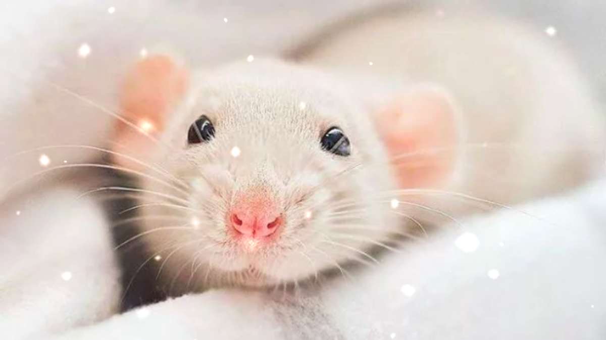 Очень милые создания 