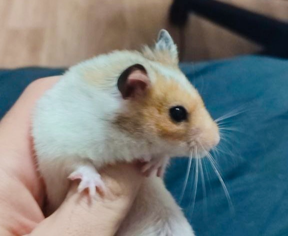 Фото сурка нет. Есть фото хомяка. 