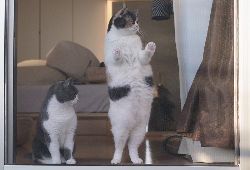 Я- красавица... (Фото из открытого источника)