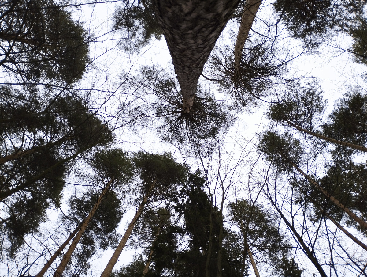 Сосны - сколько же им лет, интересно?