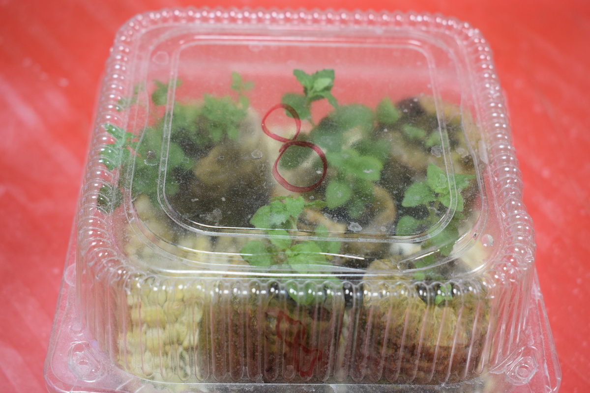 бакопа в "тепличке" (фото автора)