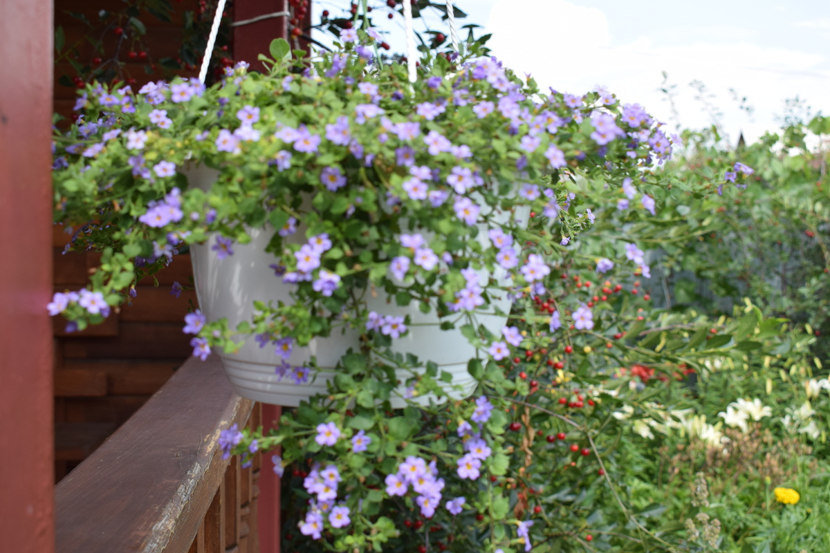 цветение бакопы летом(фото автора)