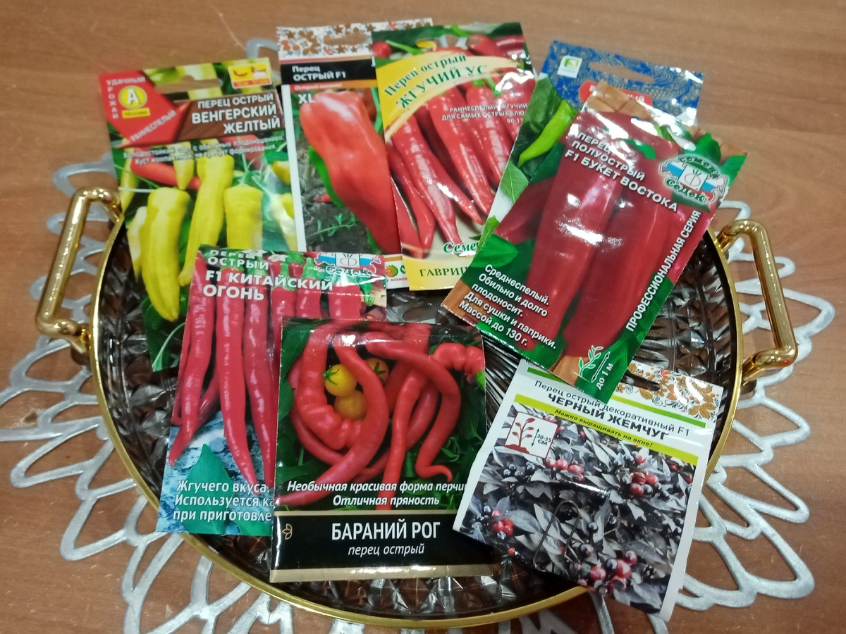 острые перчики готовы к посадки.. фото автора. 