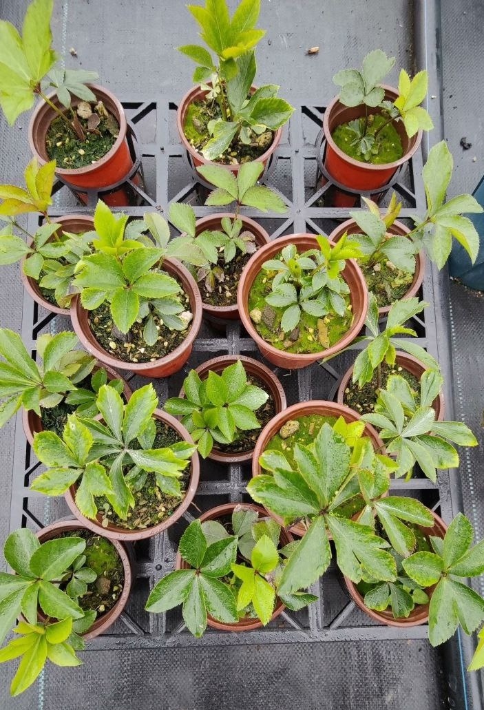 Так выглядели сеянцы перед отправкой