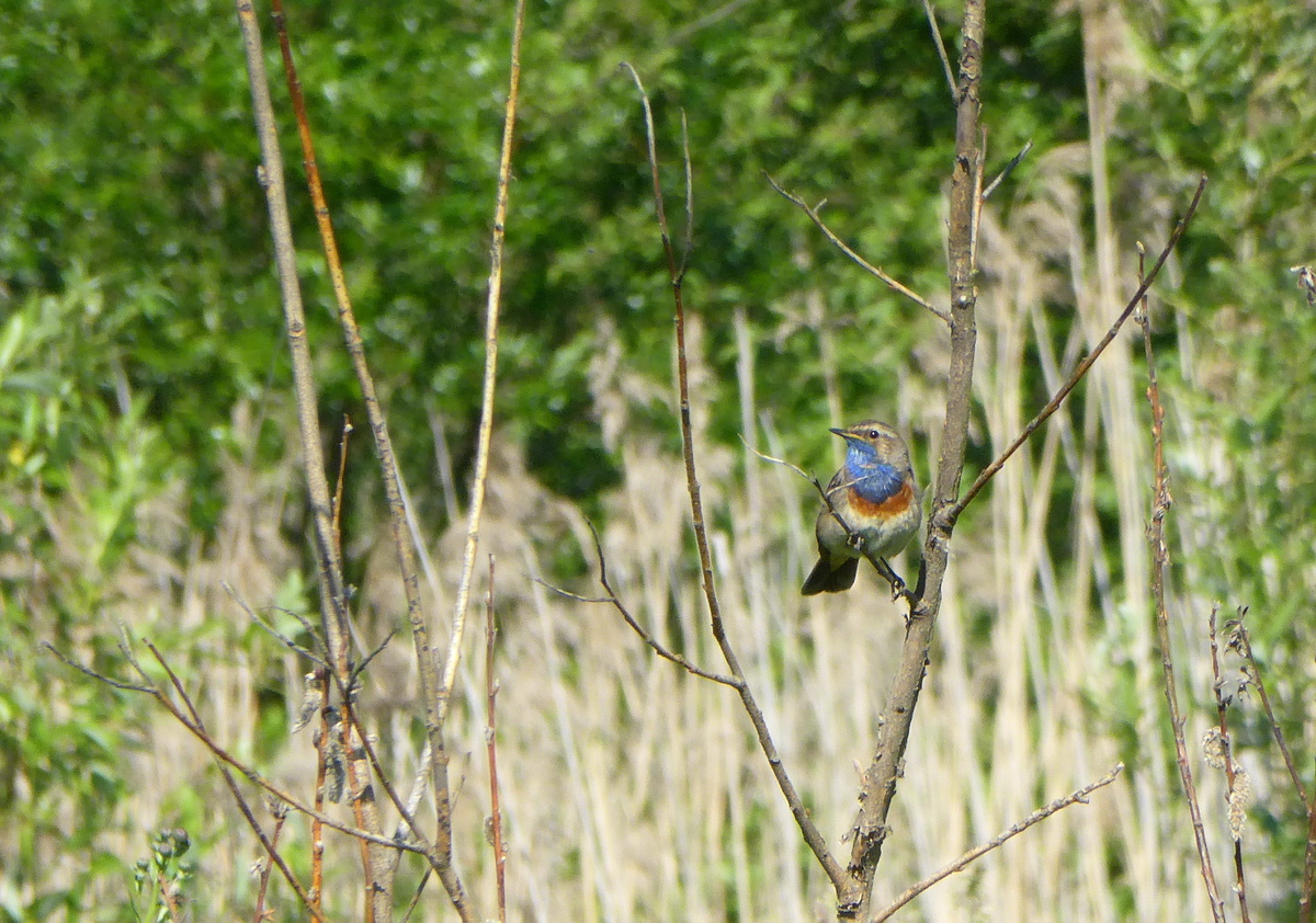 Варакушка. Фото А.М.