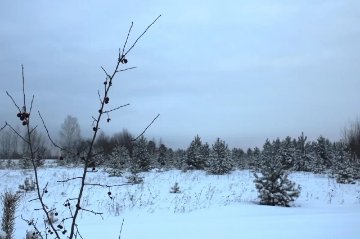    Мороз до 36 градусов будет в Чите 3 февраля