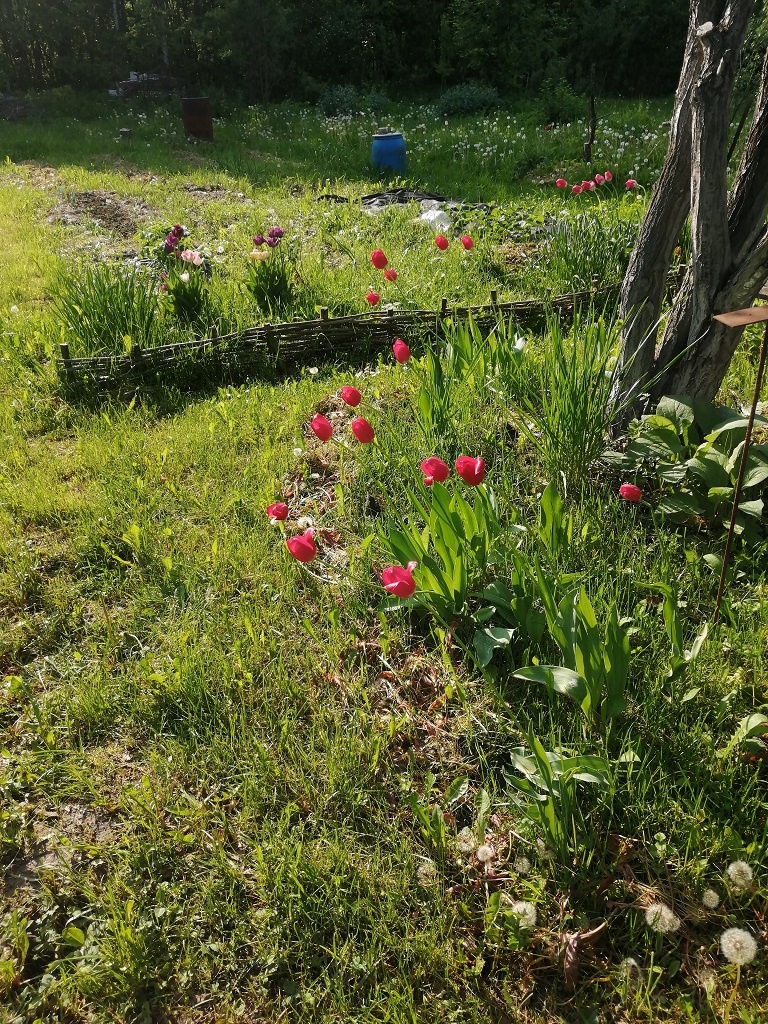 "Дикие" тюльпаны 26.05.2023