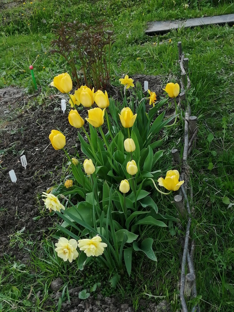 На переднем плане тюльпан Авокадо 18.05.2024