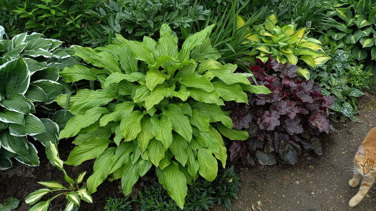 По-русски имя этой красотки звучит вполне  приятно - Мокко. А вот за английское имя Дзен бы меня забанил ))) Mocha