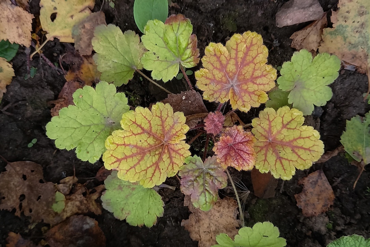 Electra. Третья попытка. Посадила в 2022 году. Практически не растет... Но мы боремся!