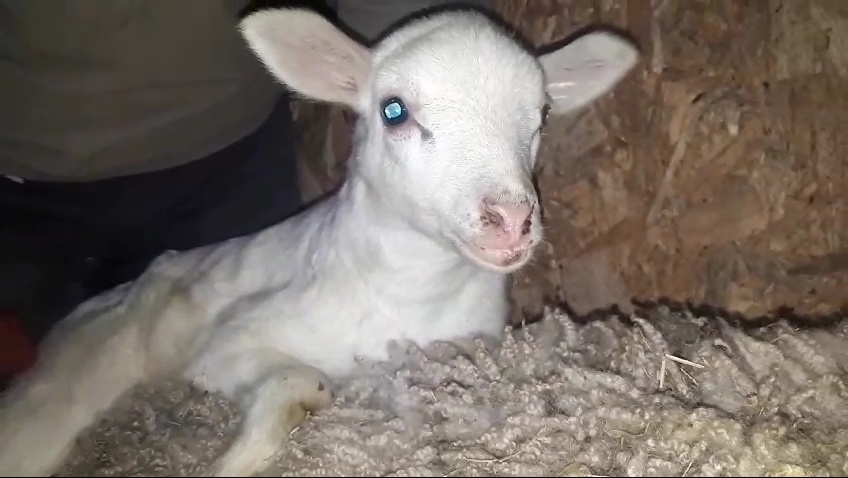 В очереди...Ждет...