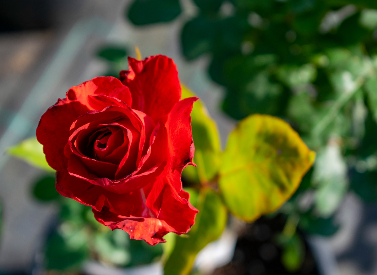 Фотография автора статьи. 