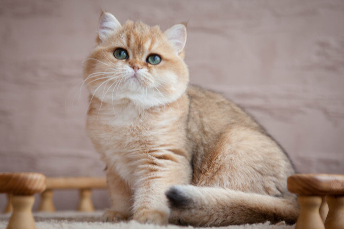 Источник: dzen.ru